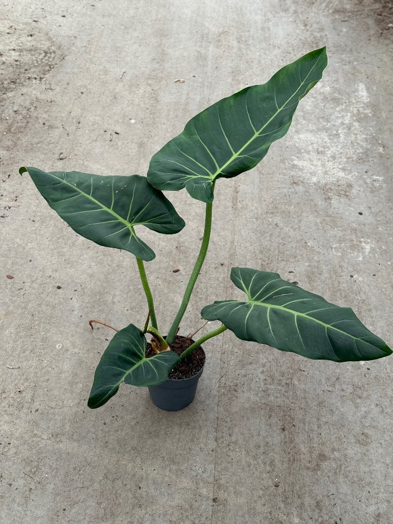 Philodendron Maximum, Ophalen of Verzenden, Halfschaduw, Minder dan 100 cm