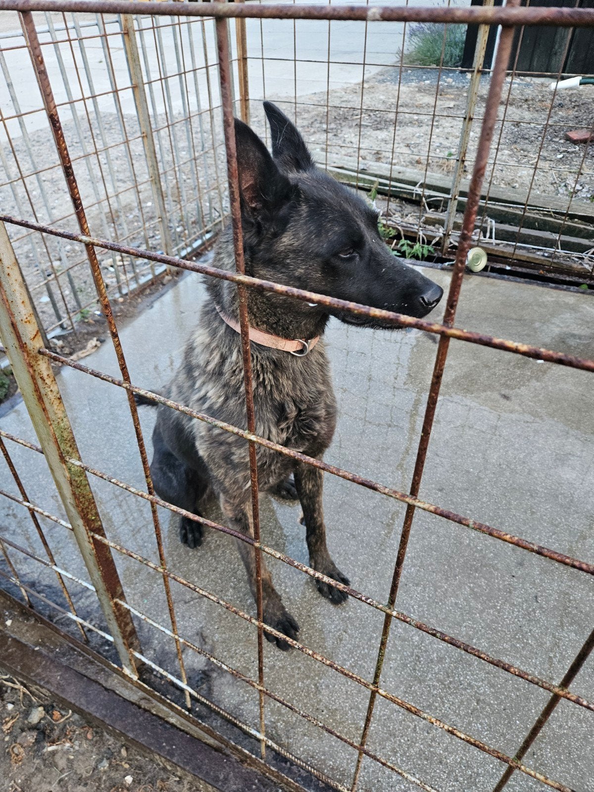 hond, Dieren en Toebehoren, Honden | Herdershonden en Veedrijvers, CDV (hondenziekte), Teef, Eén hond, 3 tot 5 jaar