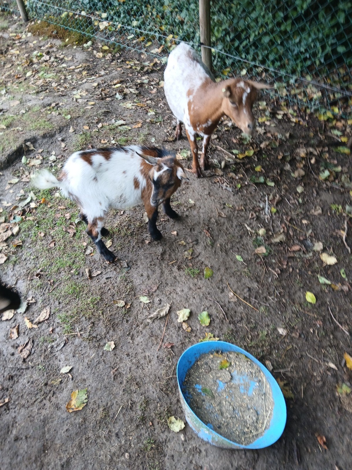 dwerggeitenbokjes, Mannelijk, Geit, 0 tot 2 jaar