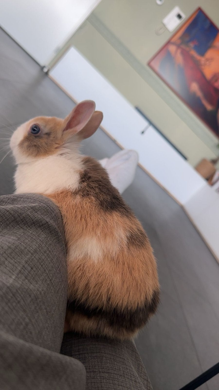 Konijn inclusief kooi gratis ophalen, Dieren en Toebehoren, Knaagdieren, Februari, Mannelijk, Overige typen, Tam