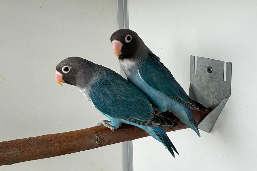 Agapornis Nigrigenis 2026 - Blauwserie, Geslacht onbekend, Dwergpapegaai of Agapornis, Geringd