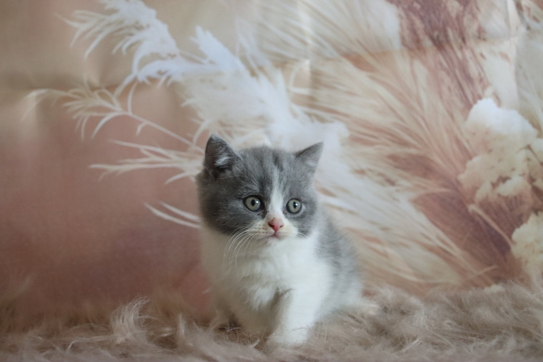 Lieve britse korthaar kittens, Meerdere dieren