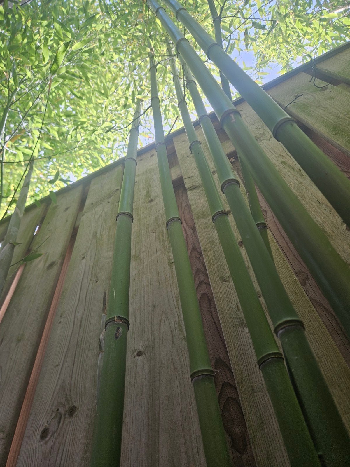Bamboe plant - 4 meter, Ophalen of Verzenden, Overige soorten