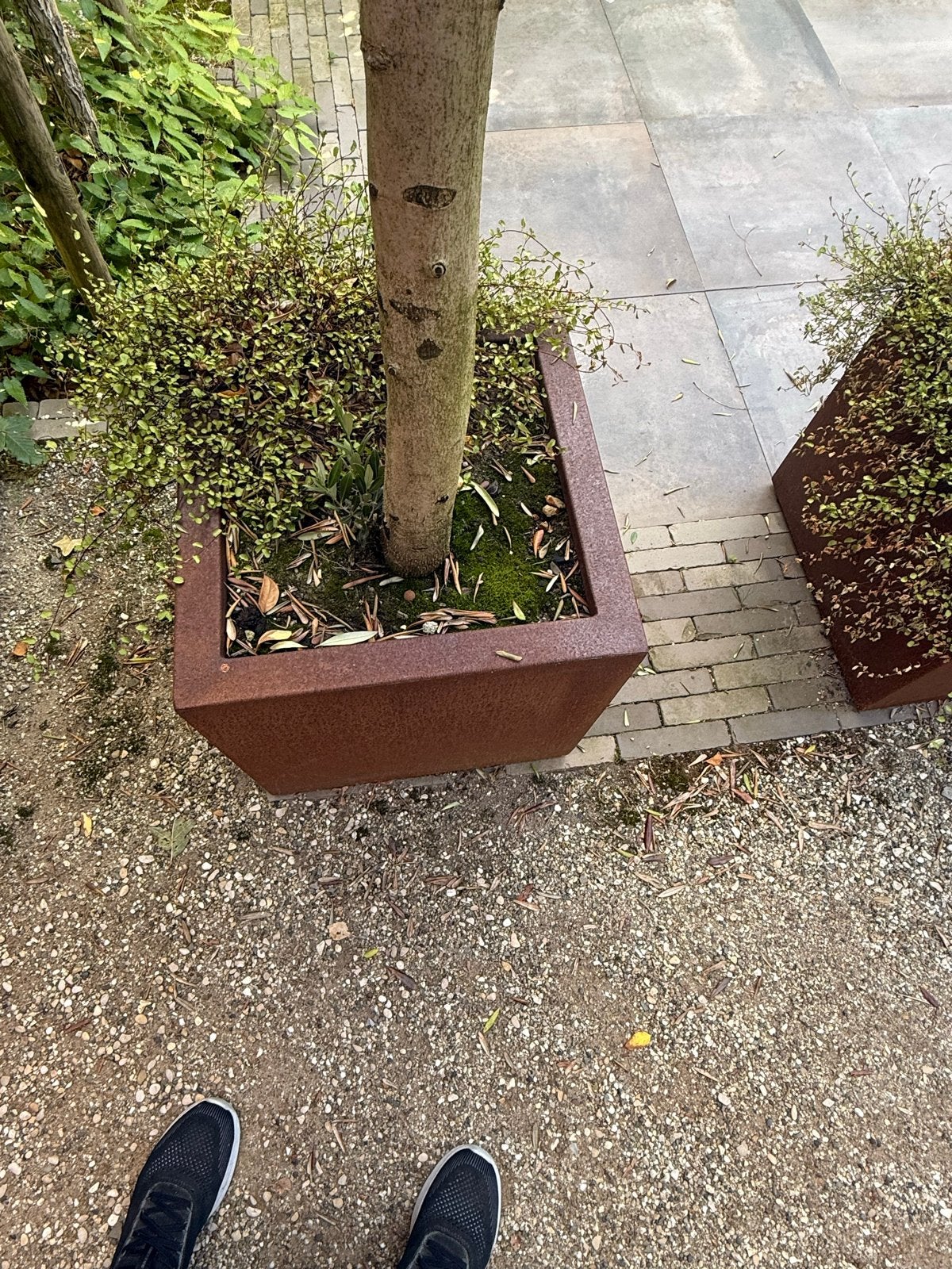 6 Olijfbomen in cortenstalen plantenbakken (60x60 cm), Ophalen, Gebruikt, Vierkant, Metaal