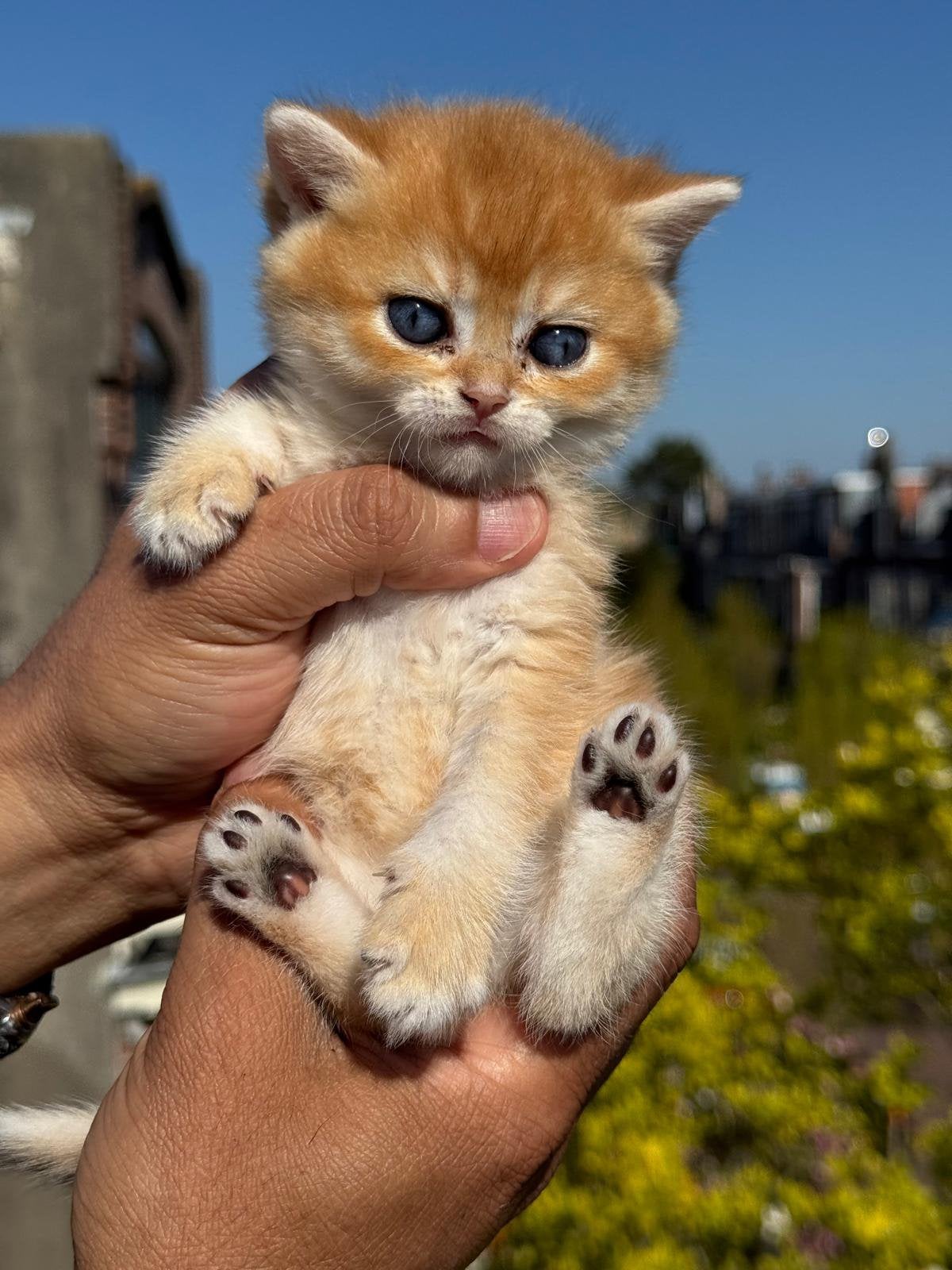 British shorthair kittens with stamboom, Kater, Met stamboom, 0 tot 2 jaar