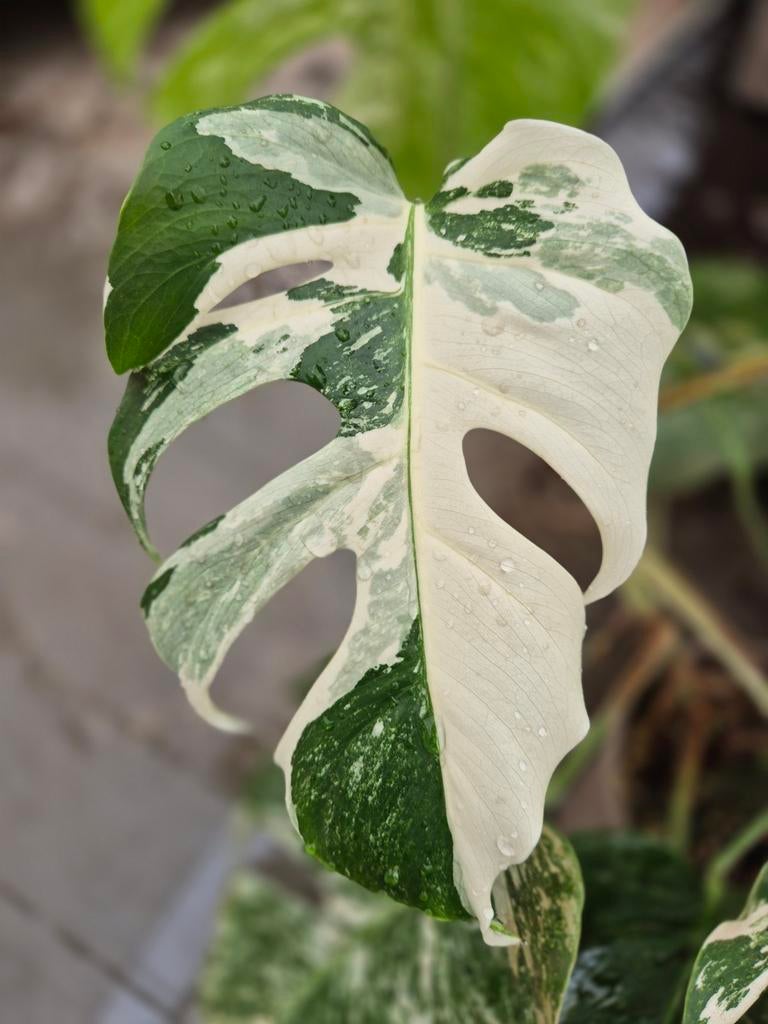 Monstera variegata, Huis en Inrichting, Kamerplanten, Ophalen of Verzenden, Halfschaduw, Minder dan 100 cm