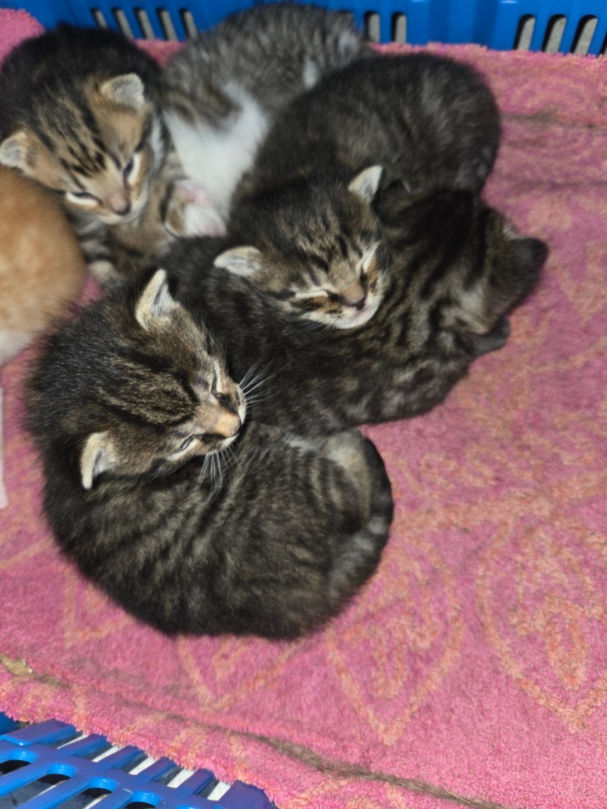 Foto 6 van prachtig nestje geboren