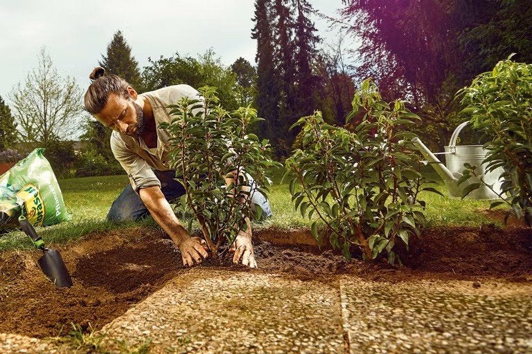 Foto 2 van Tuinman aangeboden onkruid verwijderen & onderhoud