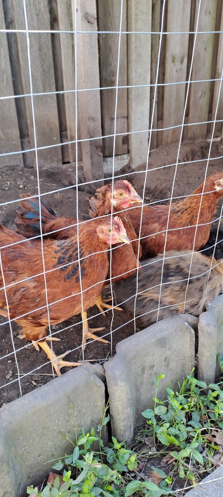 Krielhaan Barnevelder Brahma, Dieren en Toebehoren, Pluimvee, Mannelijk, Kip