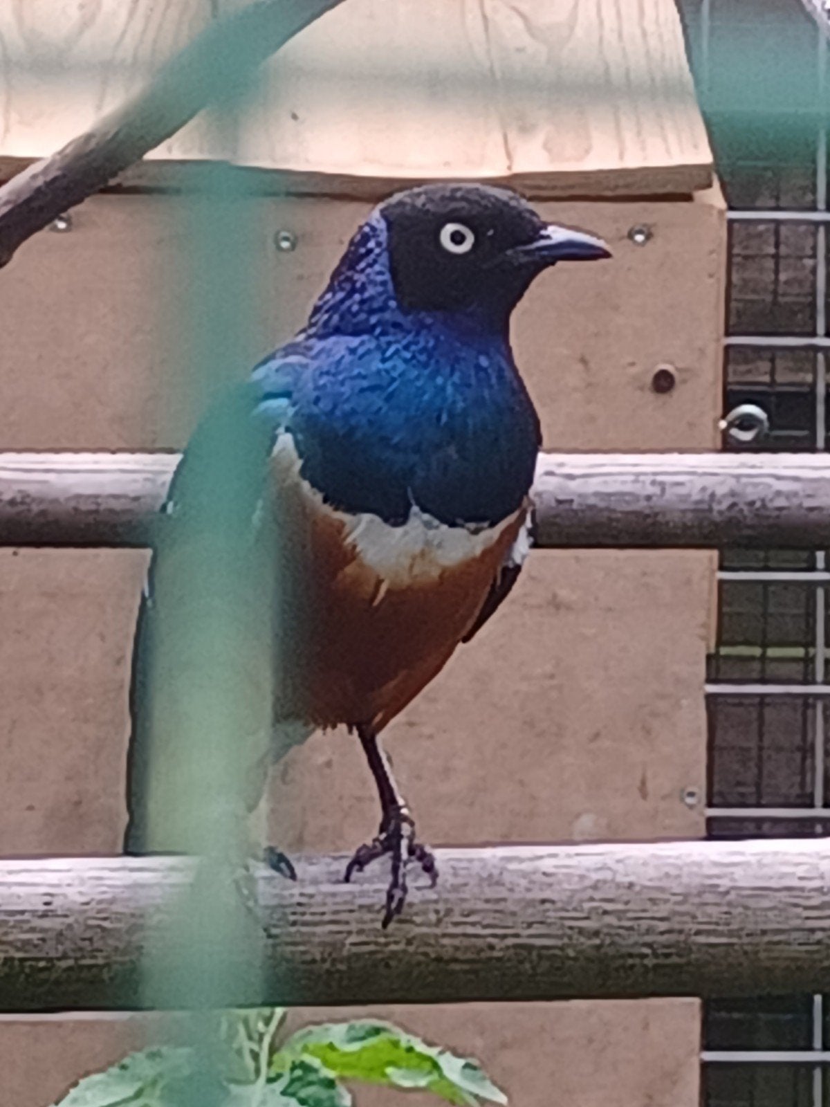 Driekleurglansspreeuw man 2024., Dieren en Toebehoren, Vogels | Overige Vogels
