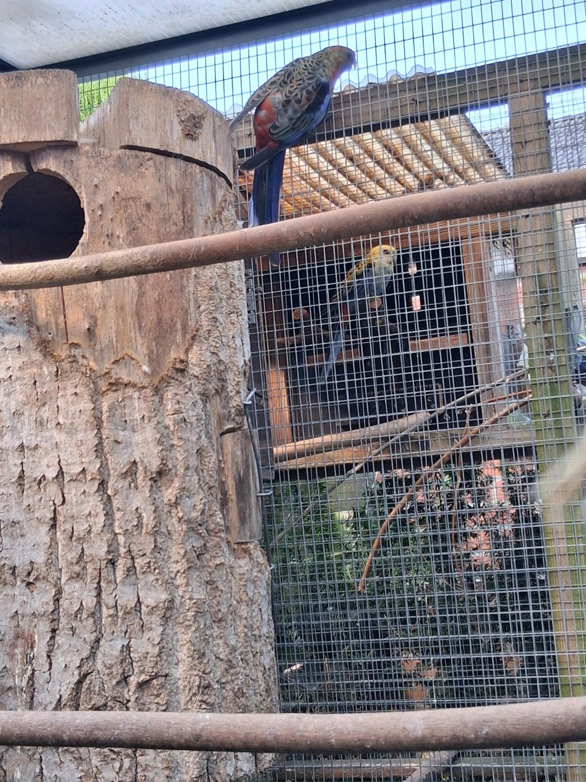 mooi broedkoppel adelaide rosellas, Meerdere dieren, Parkiet, Geringd