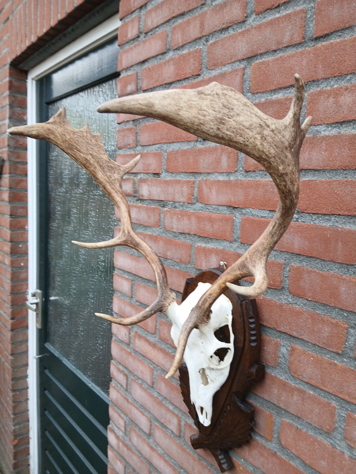 Groot damhert gewei op Houten Plank- Decoratief, Verzamelen, Dierenverzamelingen, Ophalen, Zo goed als nieuw, Overige soorten