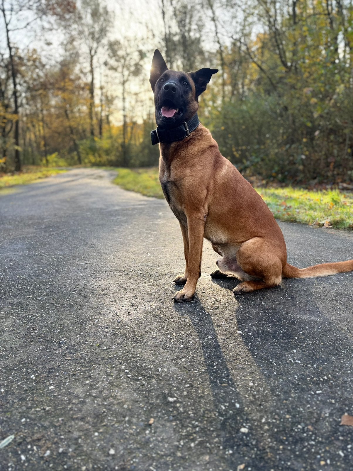 Mechelse herder reu, Reu, Eén hond, 3 tot 5 jaar, Herder