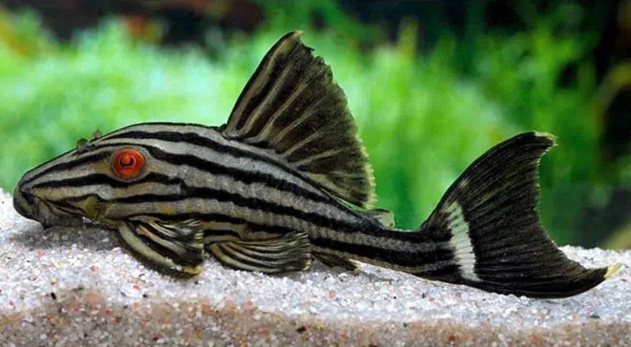 L190 Pleco, Dieren en Toebehoren, Vis, Zoetwatervis