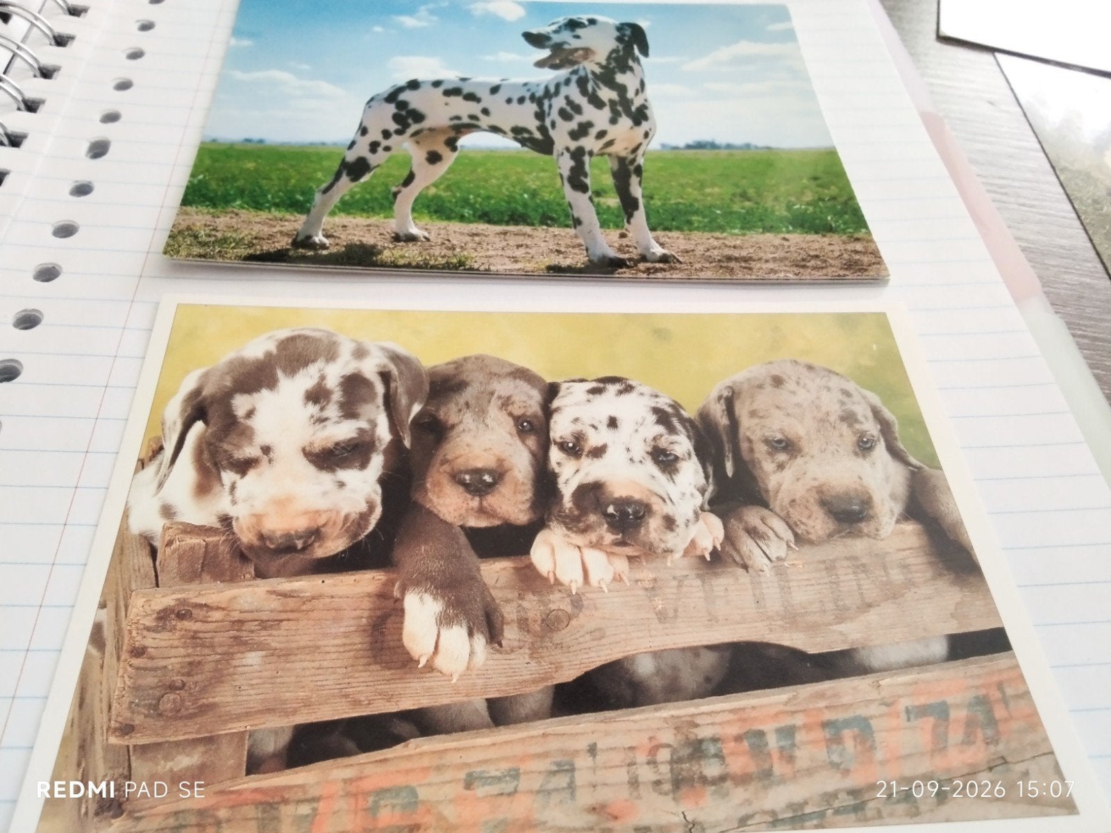 Twee ansichtkaarten met Dalmatiner en puppy's, Verzamelen, Ophalen of Verzenden, 1980 tot heden, Ongelopen, Hond of Kat