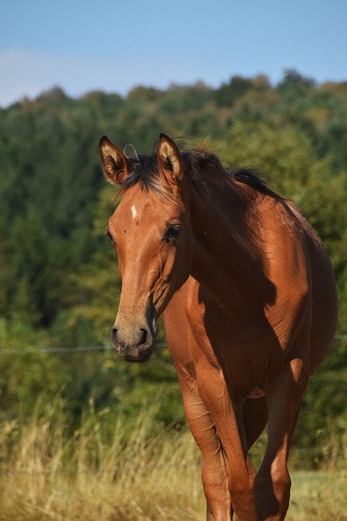 Valk PRE hengstenveulens, Dieren en Toebehoren, Paarden, Met stamboom, Niet van toepassing, Dressuurpaard, 0 tot 2 jaar