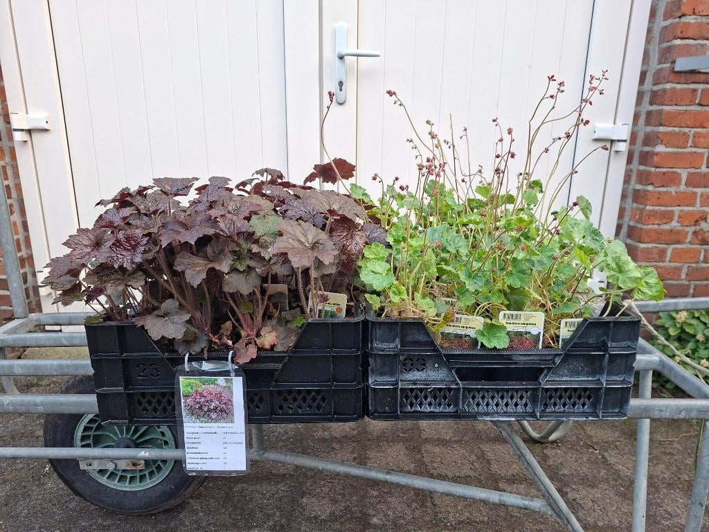 Mooie soorten Heuchera (Purperklokje) in pot!, Tuin en Terras, Ophalen, Overige soorten, Volle zon