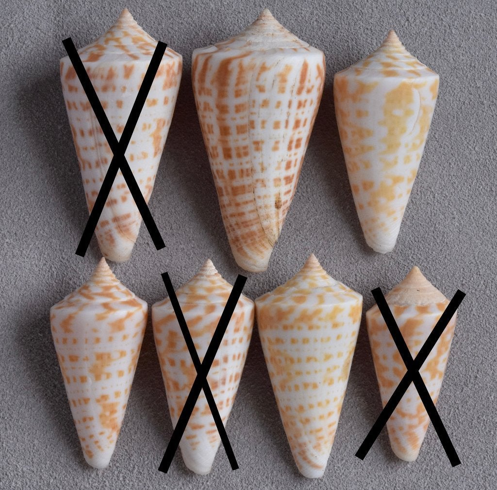 Schelpen: Conus recurvus 38-50mm, Mexico, Verzamelen, Ophalen of Verzenden, Schelp(en)