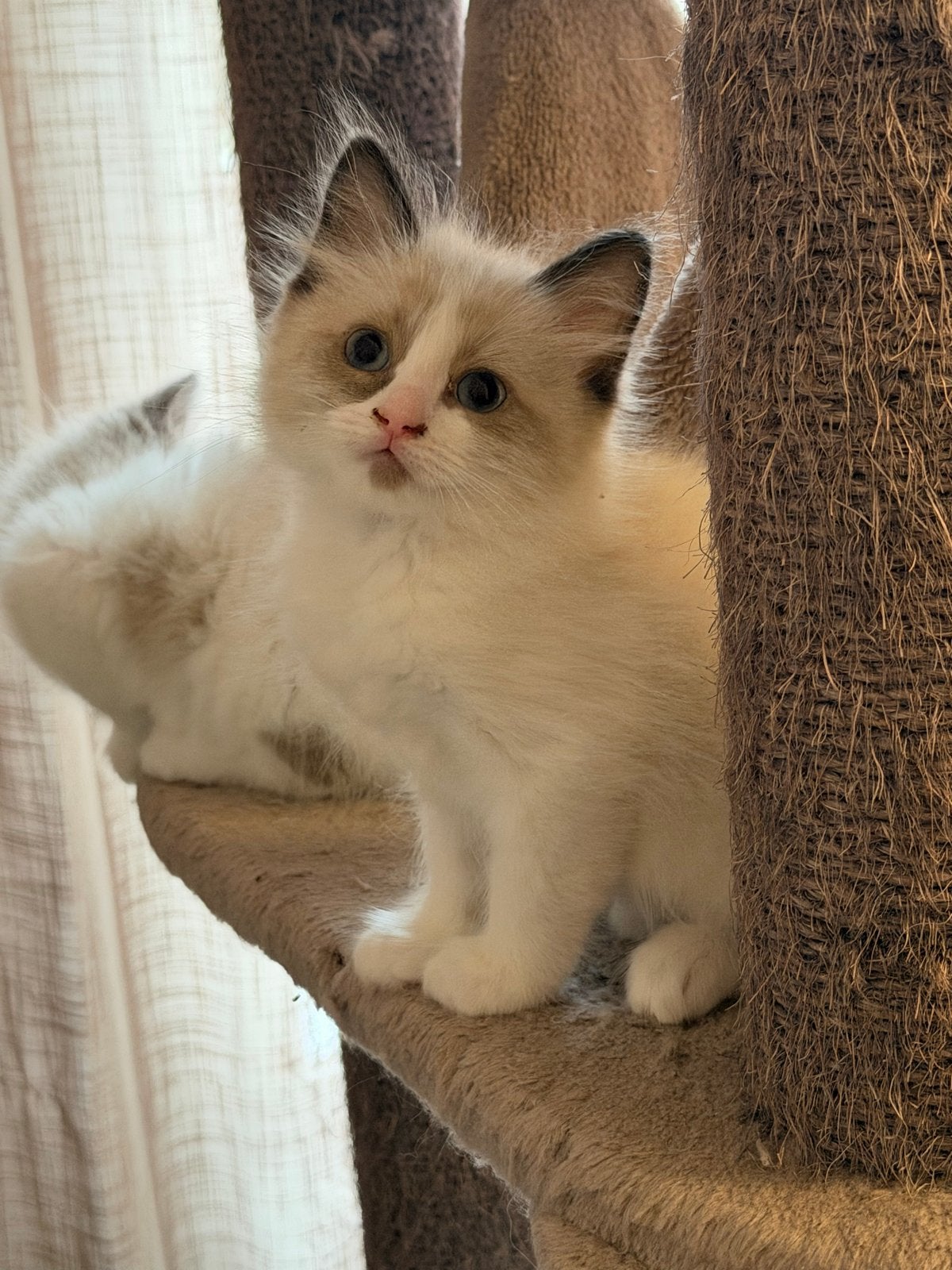 Ragdoll kitrens mogen verhuizen, Meerdere dieren, Langharig, 0 tot 2 jaar