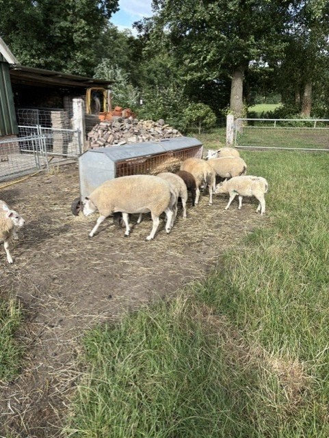 Te Koop: Mooi koppeltje schapen en lammeren, Meerdere dieren, Schaap, 3 tot 5 jaar