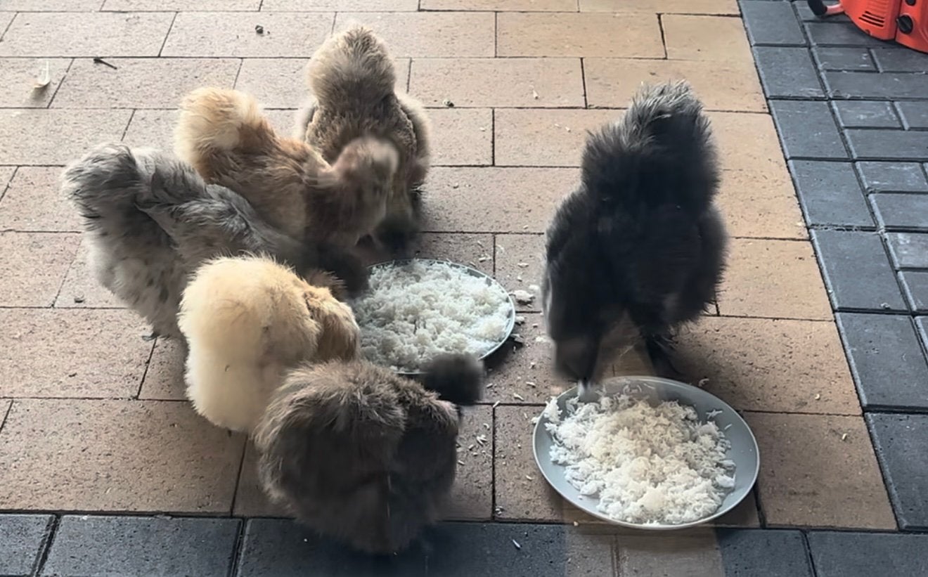 Gratis 6 tamme zijhoentjes (kippen), Dieren en Toebehoren, Vrouwelijk, Kip
