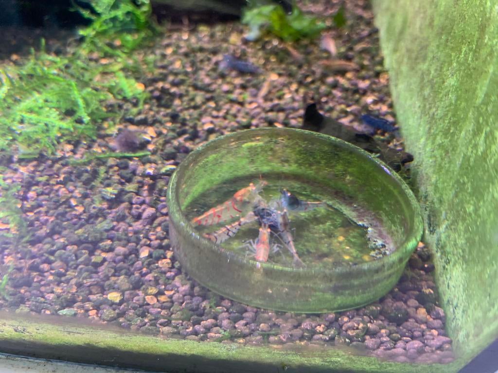 Tijgergarnalen mix, Kreeft, Krab of Garnaal, Zoetwatervis, Schoolvis