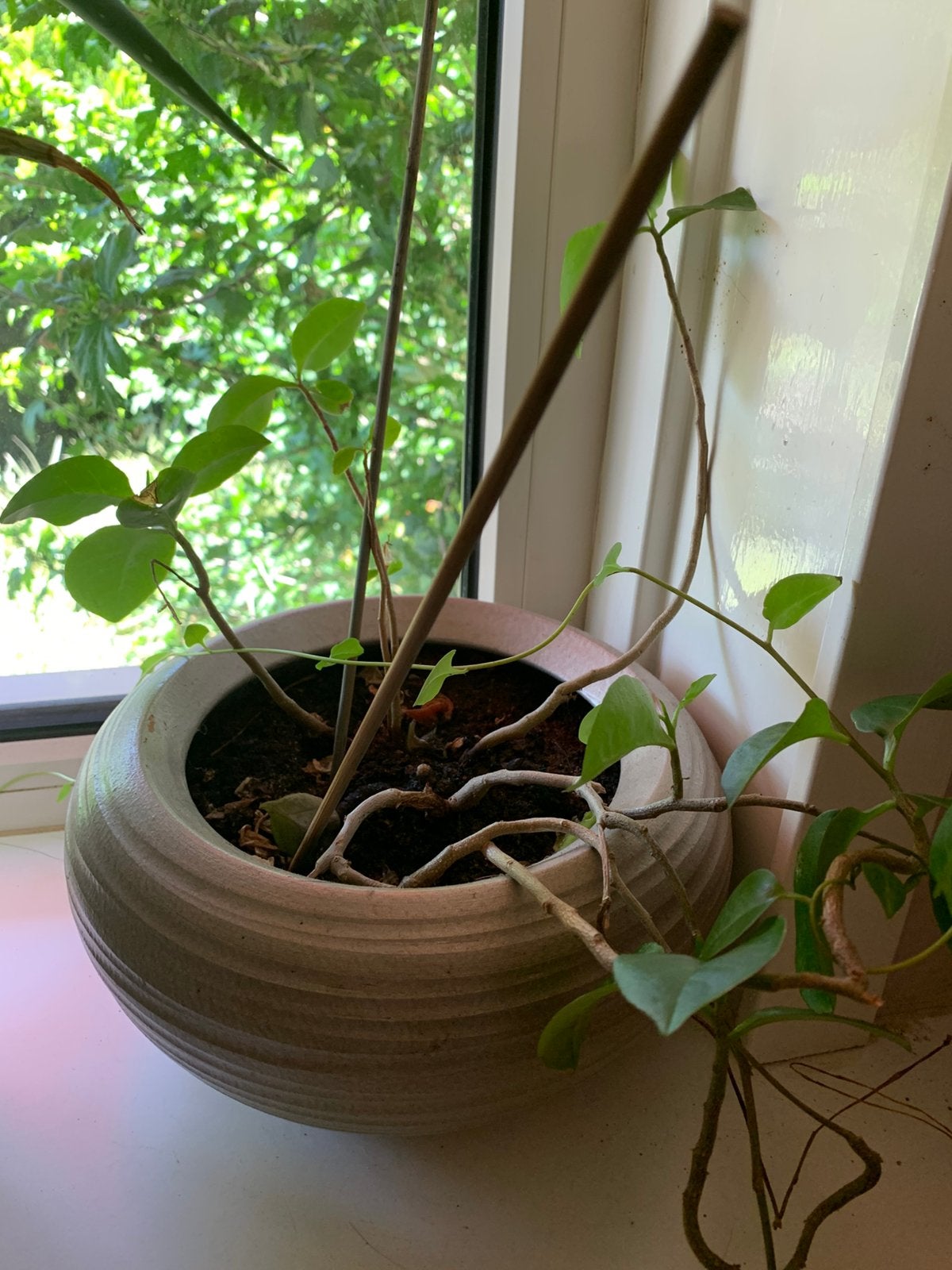 Gratis, 2x liaan klimplant. Incl. pot, afhalen., Ophalen, Halfschaduw, Minder dan 100 cm