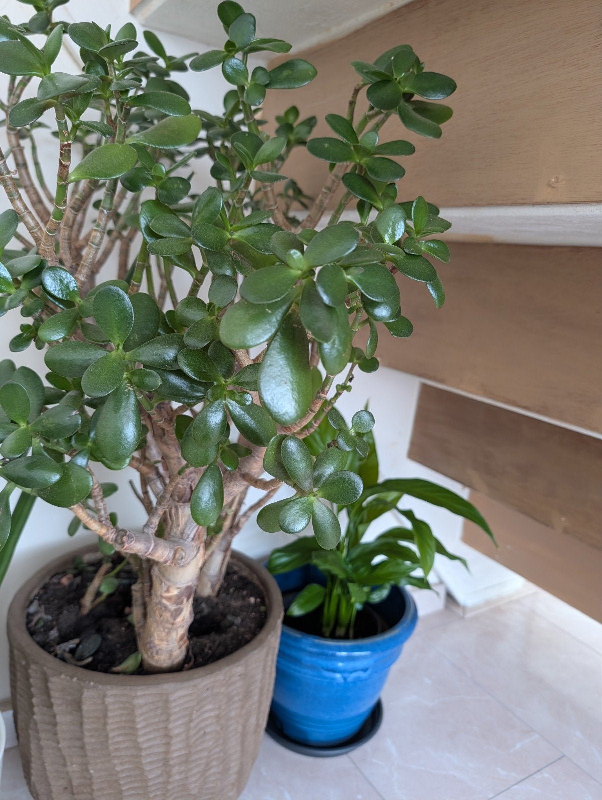 Grote en gezonde Crassula Ovata (Jadeplant) in pot, Vetplant, 100 tot 150 cm, Ophalen of Verzenden, In pot