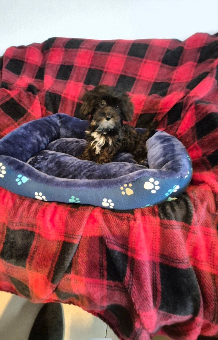 Maltipoo / Boompoo puppies!, CDV (hondenziekte), 8 tot 15 weken, Meerdere, Meerdere dieren