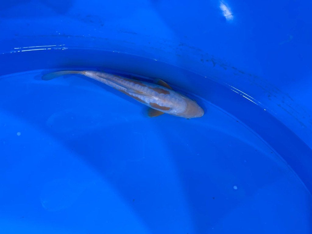 koi veiling doitsu ochiba, Karper of Koi