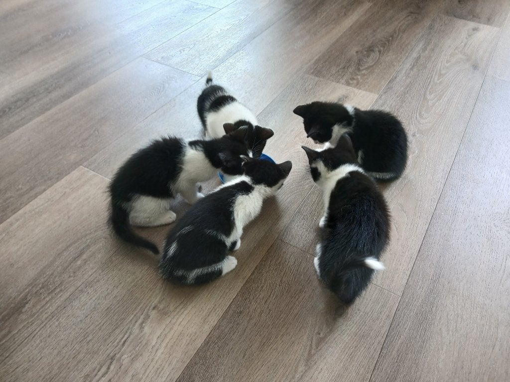 Lieve mooie kittens te koop, Dieren en Toebehoren, Meerdere dieren, 0 tot 2 jaar