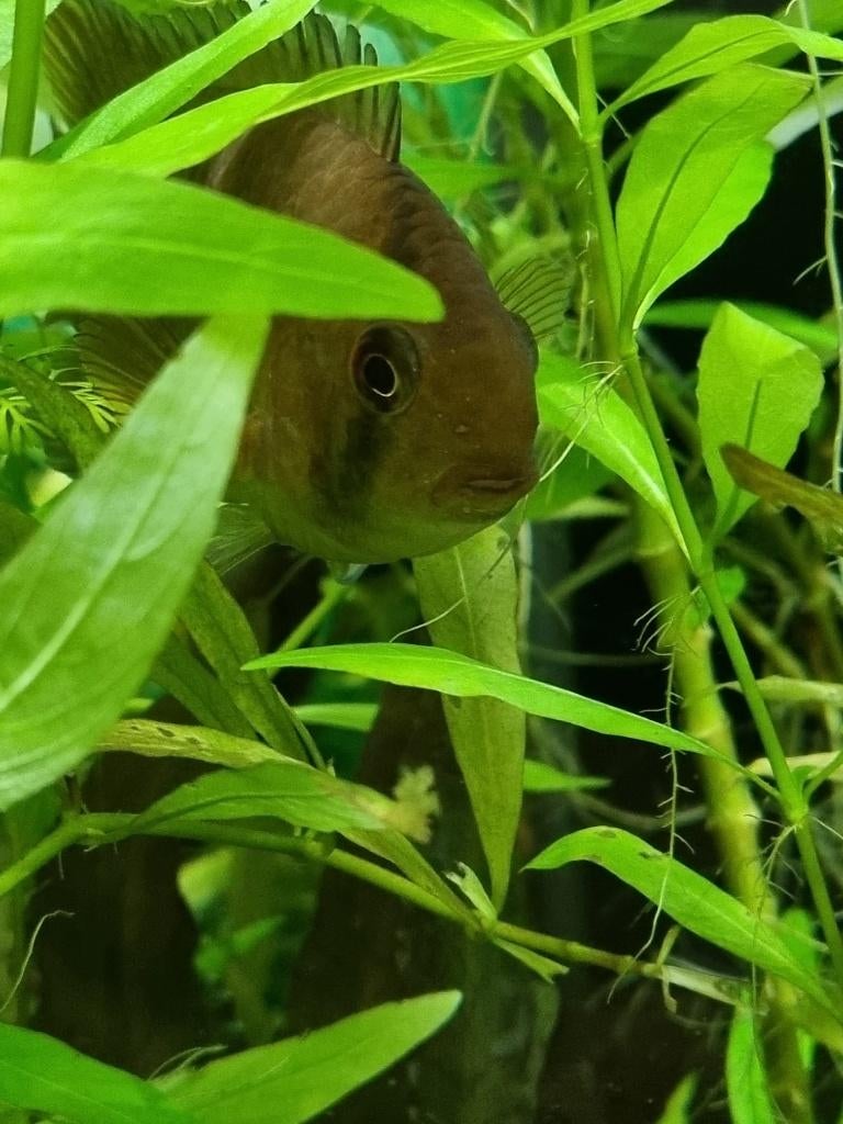 Sleutelgat cichliden ( cleithracara maronii) ruilen, Dieren en Toebehoren, Vissen | Aquariumvissen, Vis, Zoetwatervis