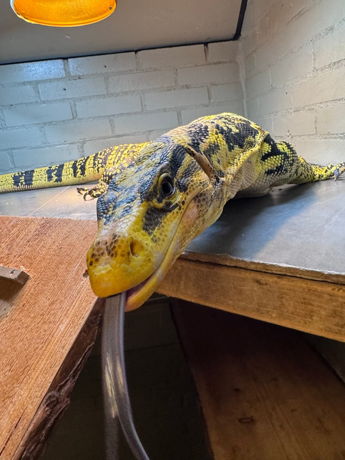 Varanus cumingi man NK 2022 Monitor Lizard photo 5