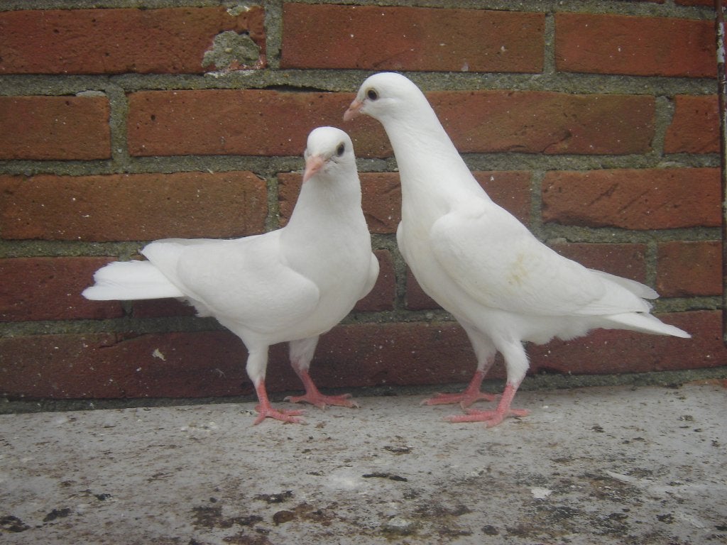 Witte..Sierduifjes *, Dieren en Toebehoren, Vogels | Duiven, Meerdere dieren, Overige soorten