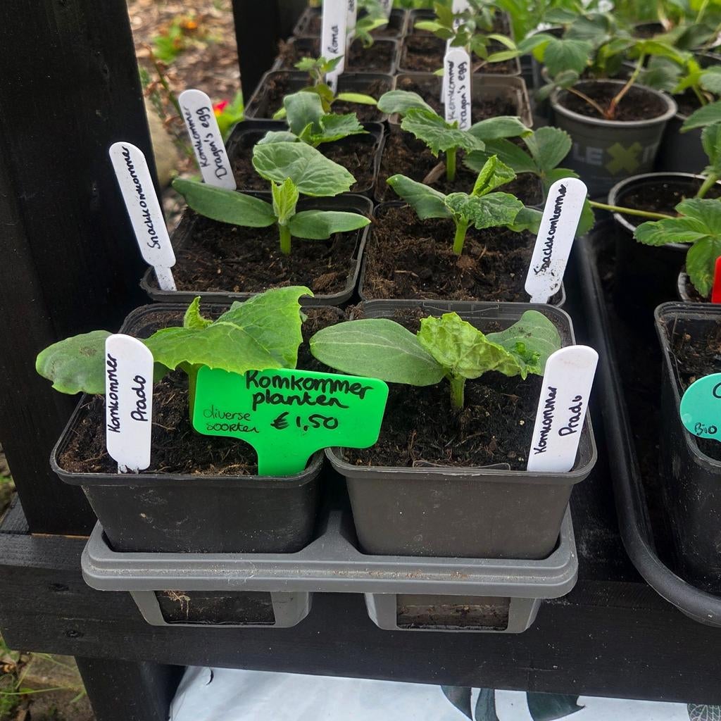 Komkommer planten: Prado, Snack & Dragon's Egg, Ophalen, Volle zon, Groenteplanten, Eenjarig