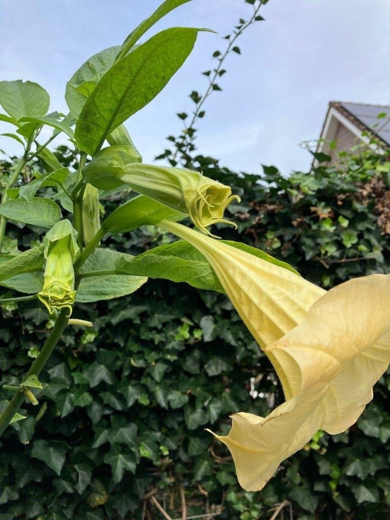 Prachtige Brugmansia (Engelentrompet) - 90 cm hoog, Volle zon, Vaste plant, Zomer, Ophalen