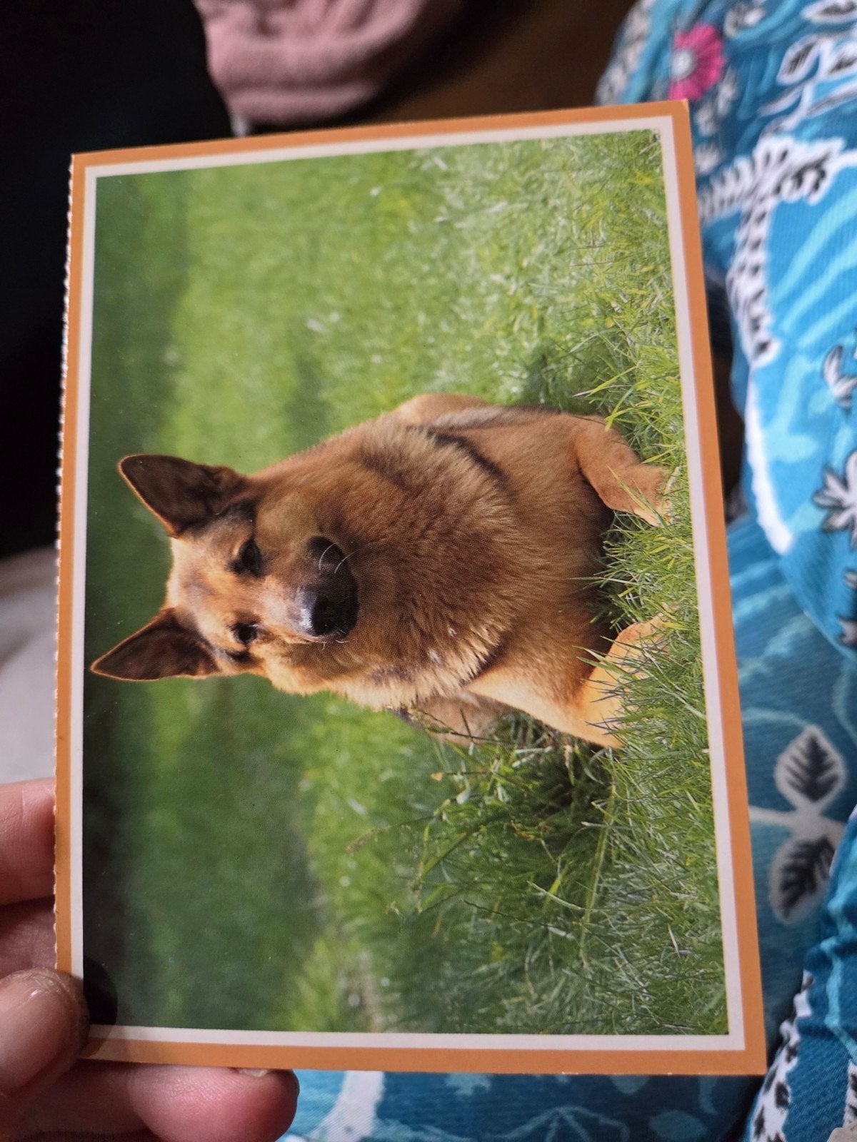Ansichtkaart met Duitse Herder, Ophalen of Verzenden, 1980 tot heden, Ongelopen, Hond of Kat