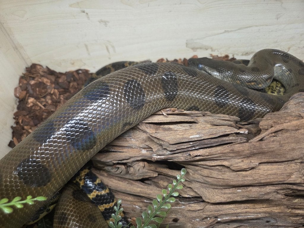 Groene anaconda, Slang, 0 tot 2 jaar
