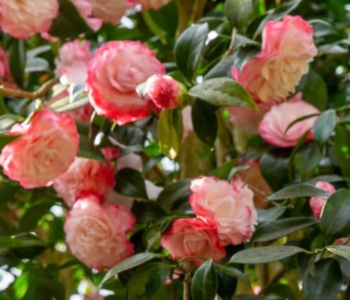 Gezocht: Camelia stek, Ophalen, Overige soorten, Minder dan 100 cm
