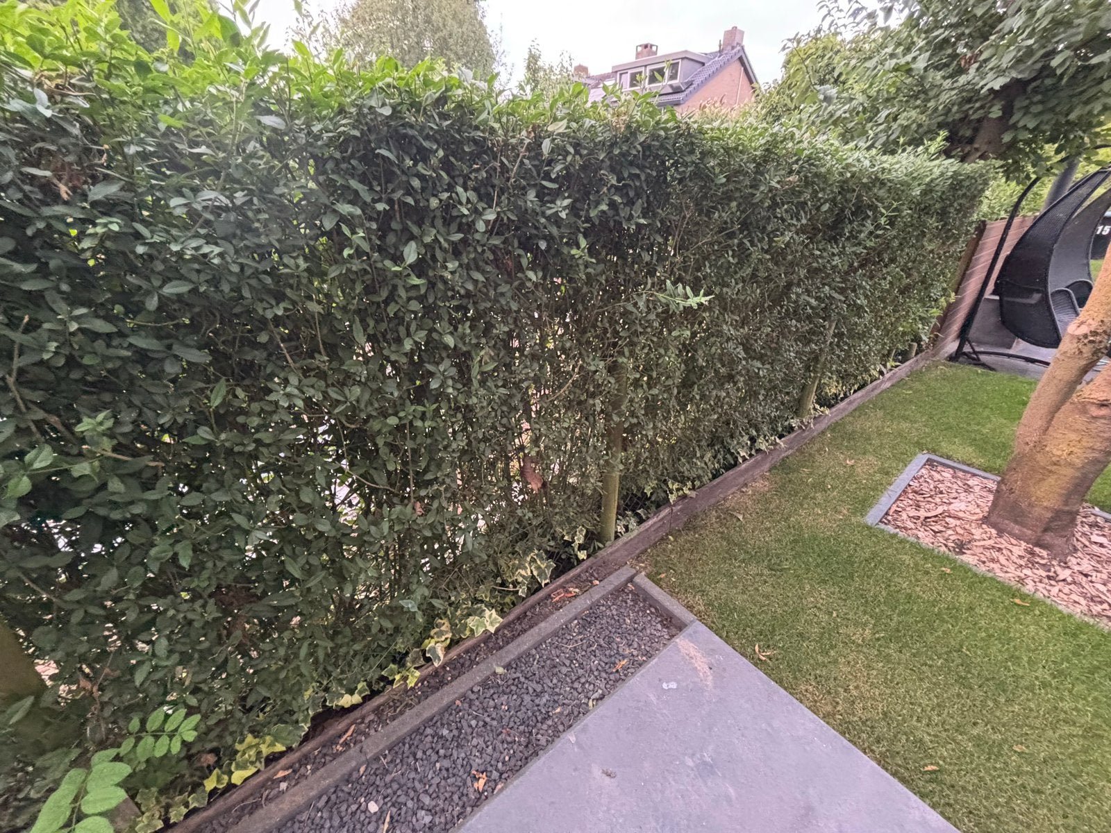 Liguster haag te koop - 7 meter - 1-75 hoog, Tuin en Terras, Planten | Struiken en Hagen, Ophalen, Liguster, Haag, 100 tot 250 cm