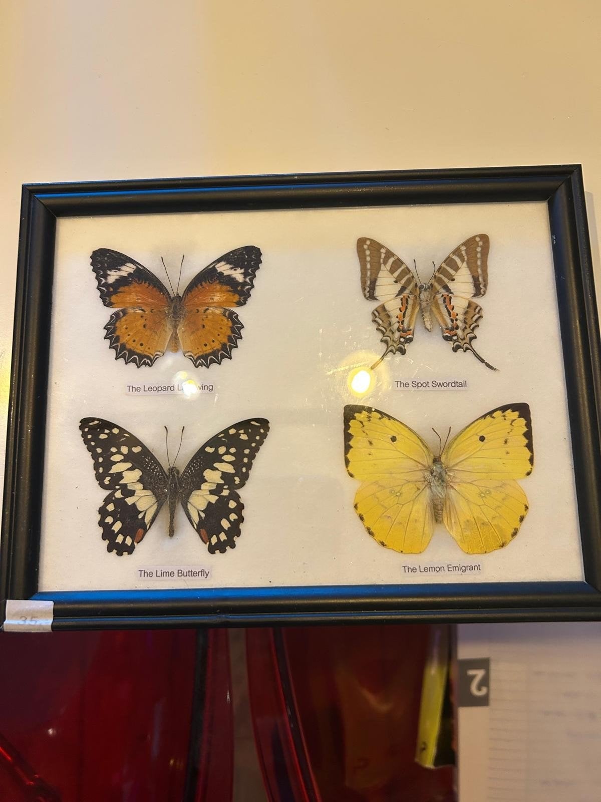 Ingelijste  van echtvlinders - Decoratieve insectencollectie, Ophalen of Verzenden