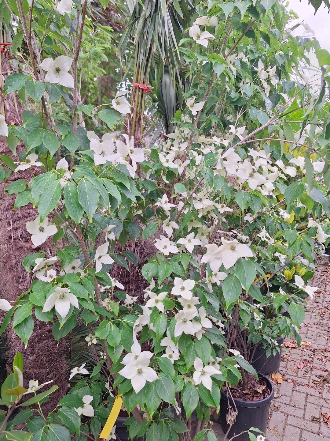Cornus Kousa China girl 250cm, Ophalen, Overige soorten, Volle zon