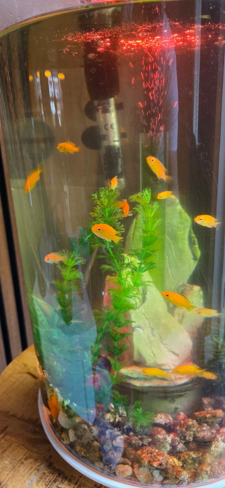 malawi chiclide, Dieren en Toebehoren, Vissen | Aquariumvissen, Vis