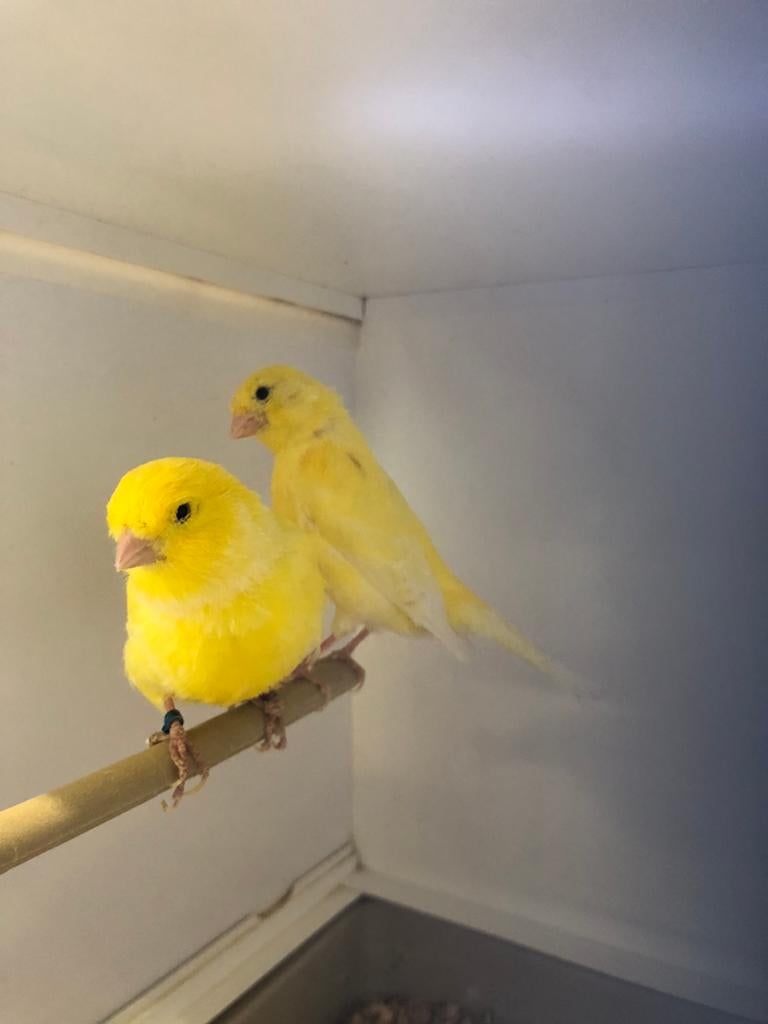 Div kanaries, Dieren en Toebehoren, Vogels | Kanaries
