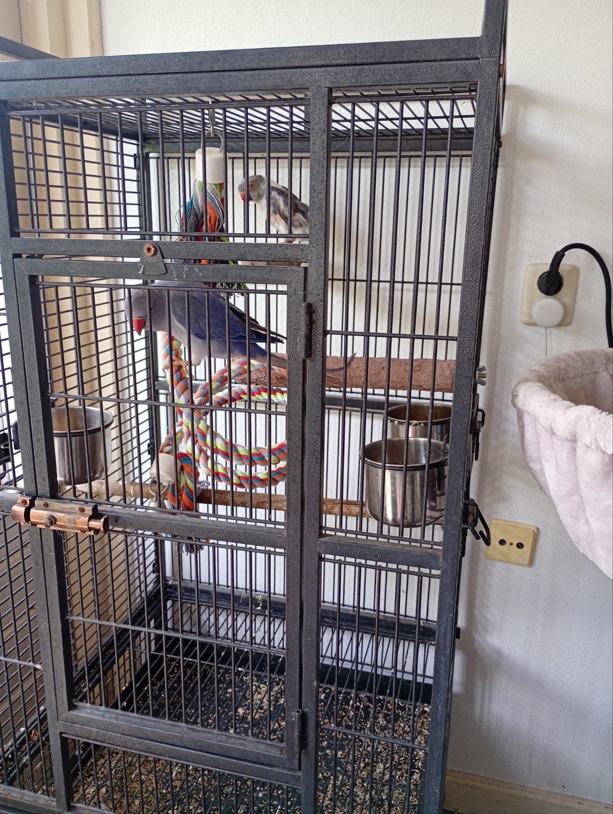 Halsbandparkieten 2 mannen en kooi, Dieren en Toebehoren, Vogels | Hokken en Kooien, Ophalen, Gebruikt, Metaal, Vogelkooi