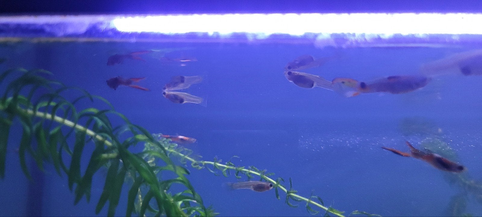 guppy,s, Dieren en Toebehoren, Vis