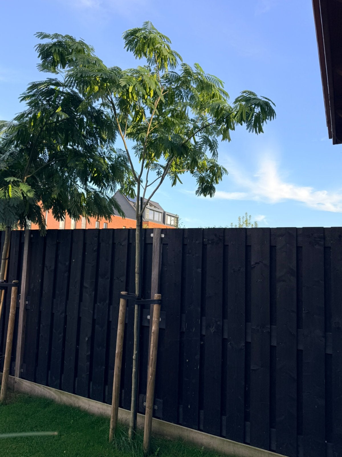 Bijzondere Perzische slaapboom / Albizia – lichtroze bloei, Overige soorten, 250 tot 400 cm, Zomer, Ophalen