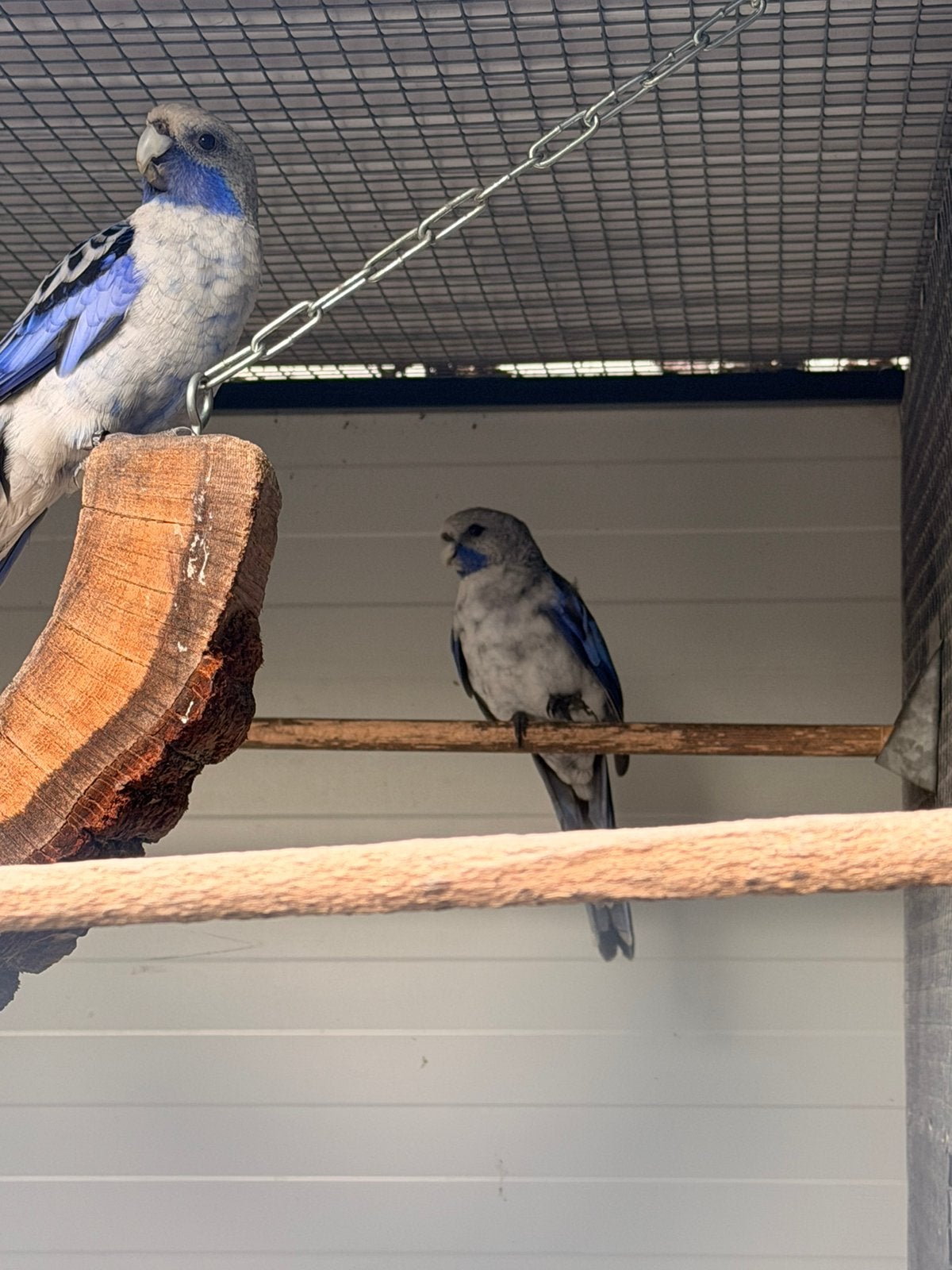 Penant  cinamon split bleu 2026 beschikbaar, Dieren en Toebehoren, Vogels | Overige Vogels, Meerdere dieren