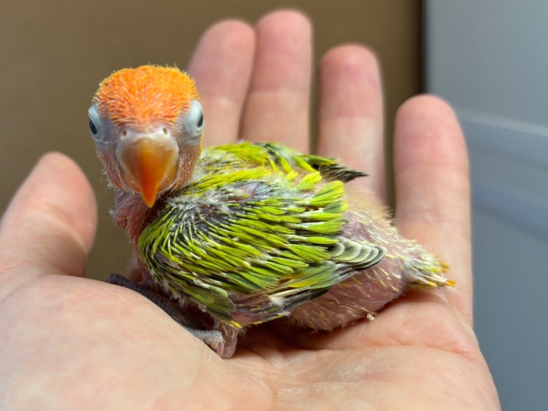Baby agapornis fischeri dwergpapegaai groen, Geslacht onbekend, Dwergpapegaai of Agapornis, Geringd