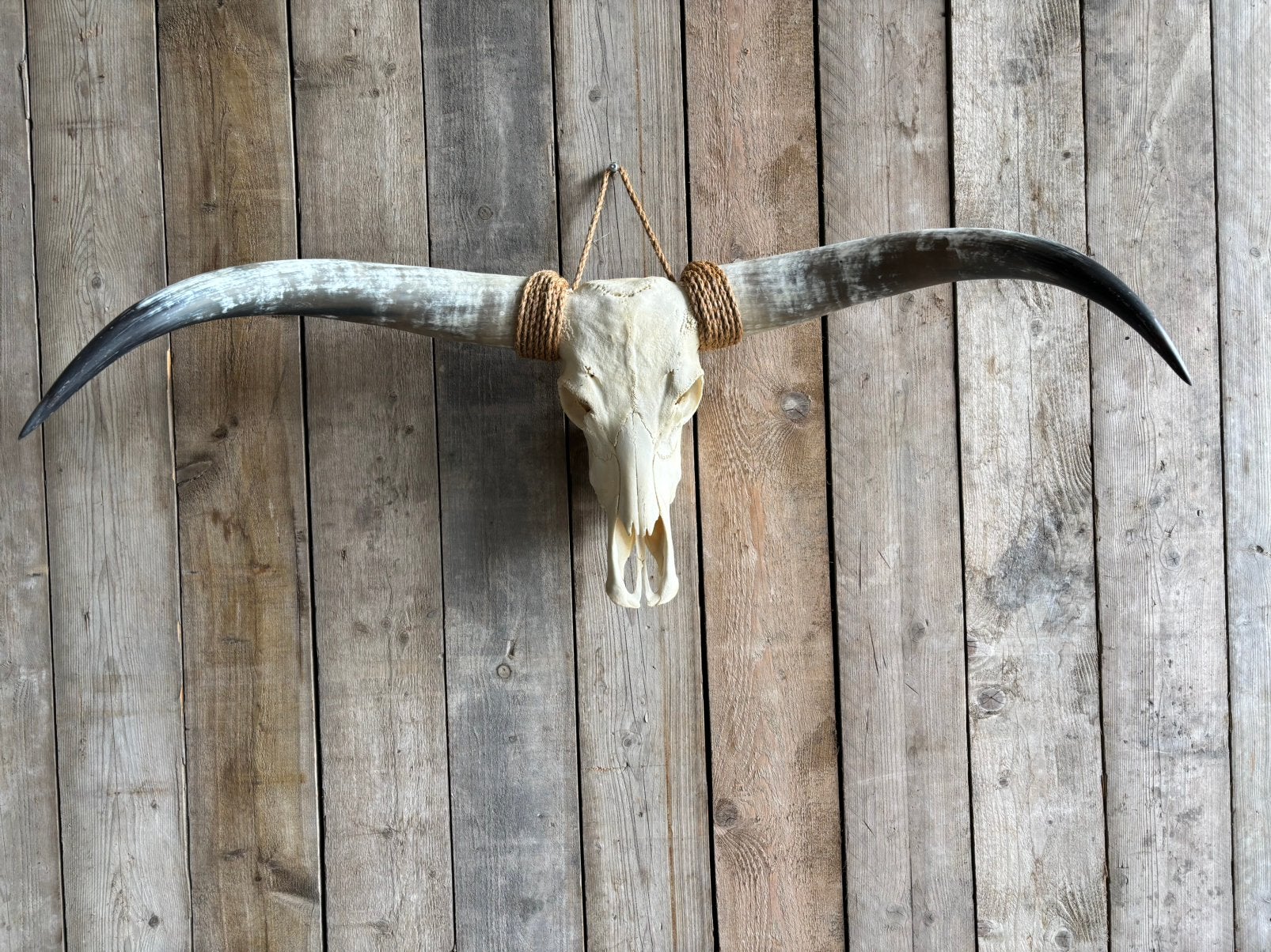 Mooie stoere Longhorn schedel, Ophalen, Nieuw, Overige soorten, Schedel